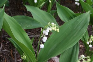 Convallaria majalis (8) (1200 x 800)